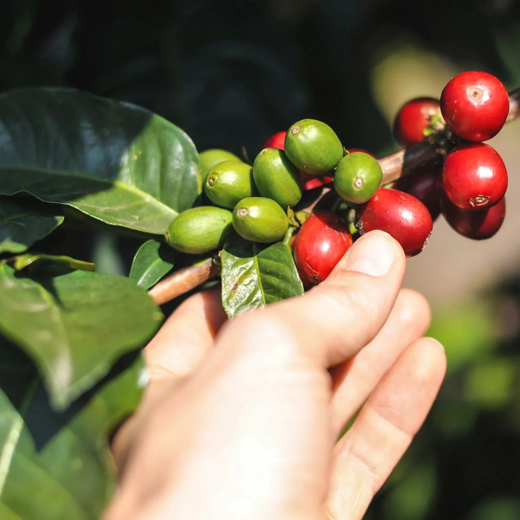Coffee trees at origin
