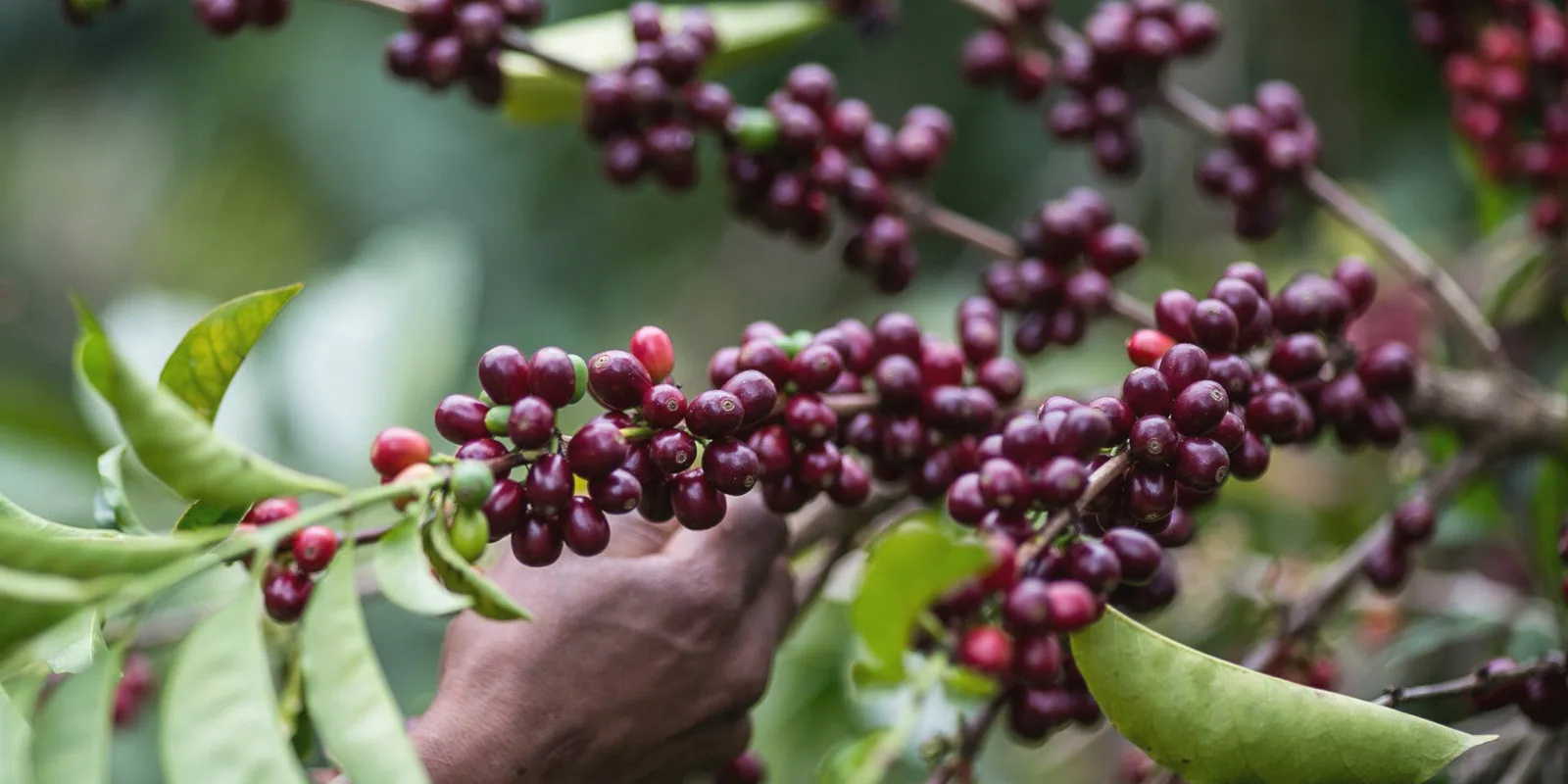 SEY coffee quality and selection detail